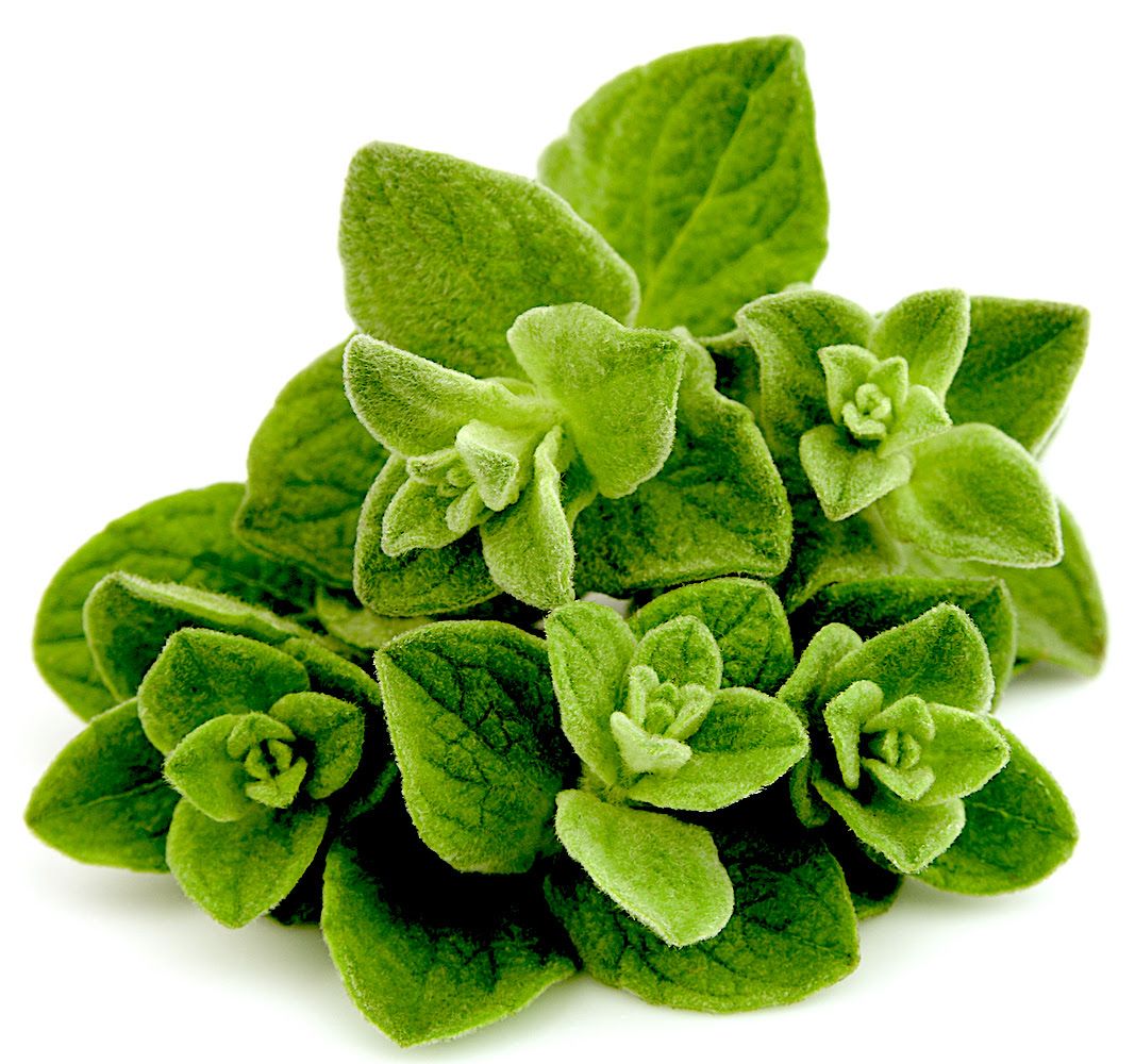Thyme Zoubeih 1pc