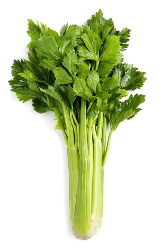 Celery 1pc