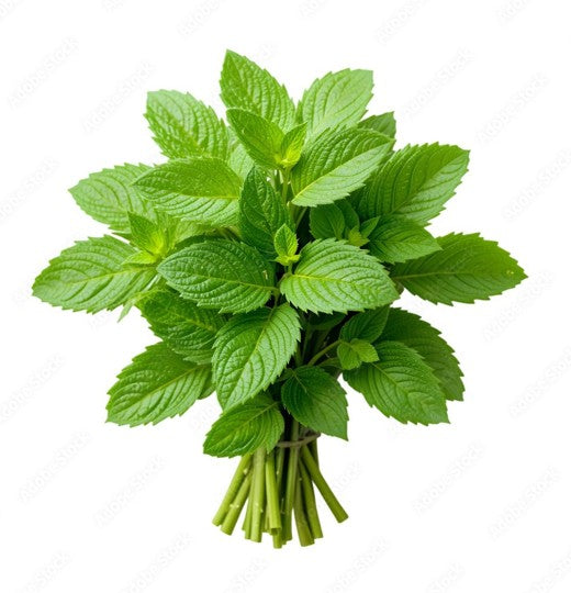 Mint 1pc