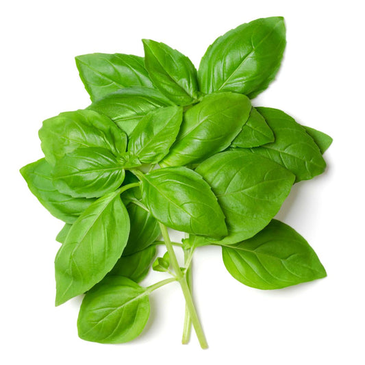 Basil Leaves 1pc