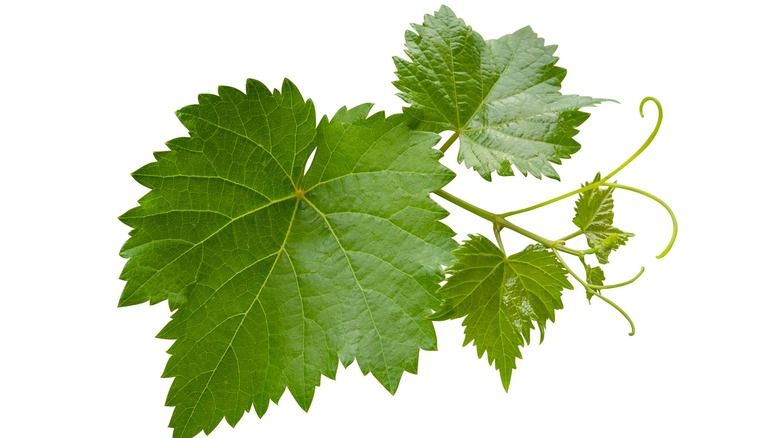 Grape Leaves 200gr