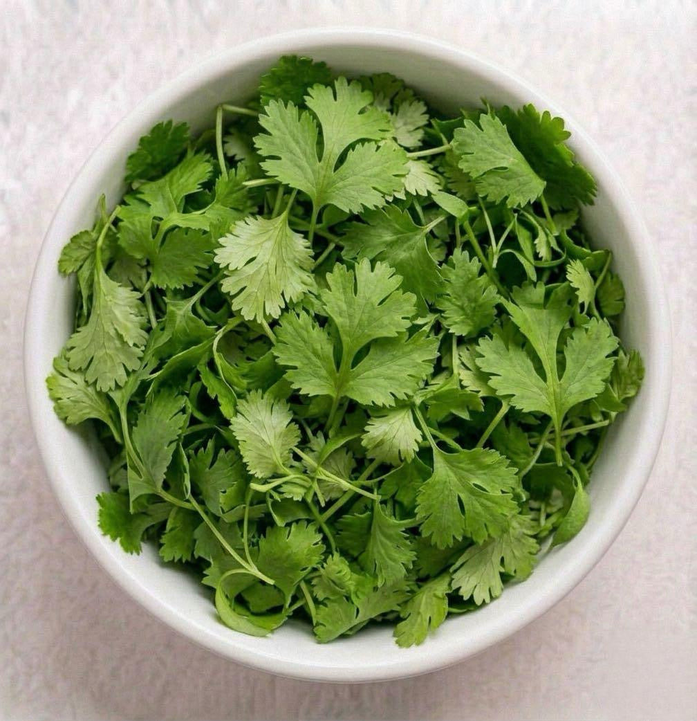 Cilantro