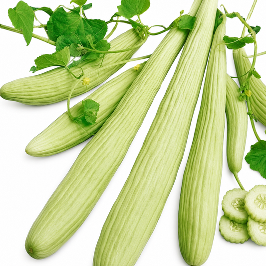 Wild Cucumber - Mekte 1kg