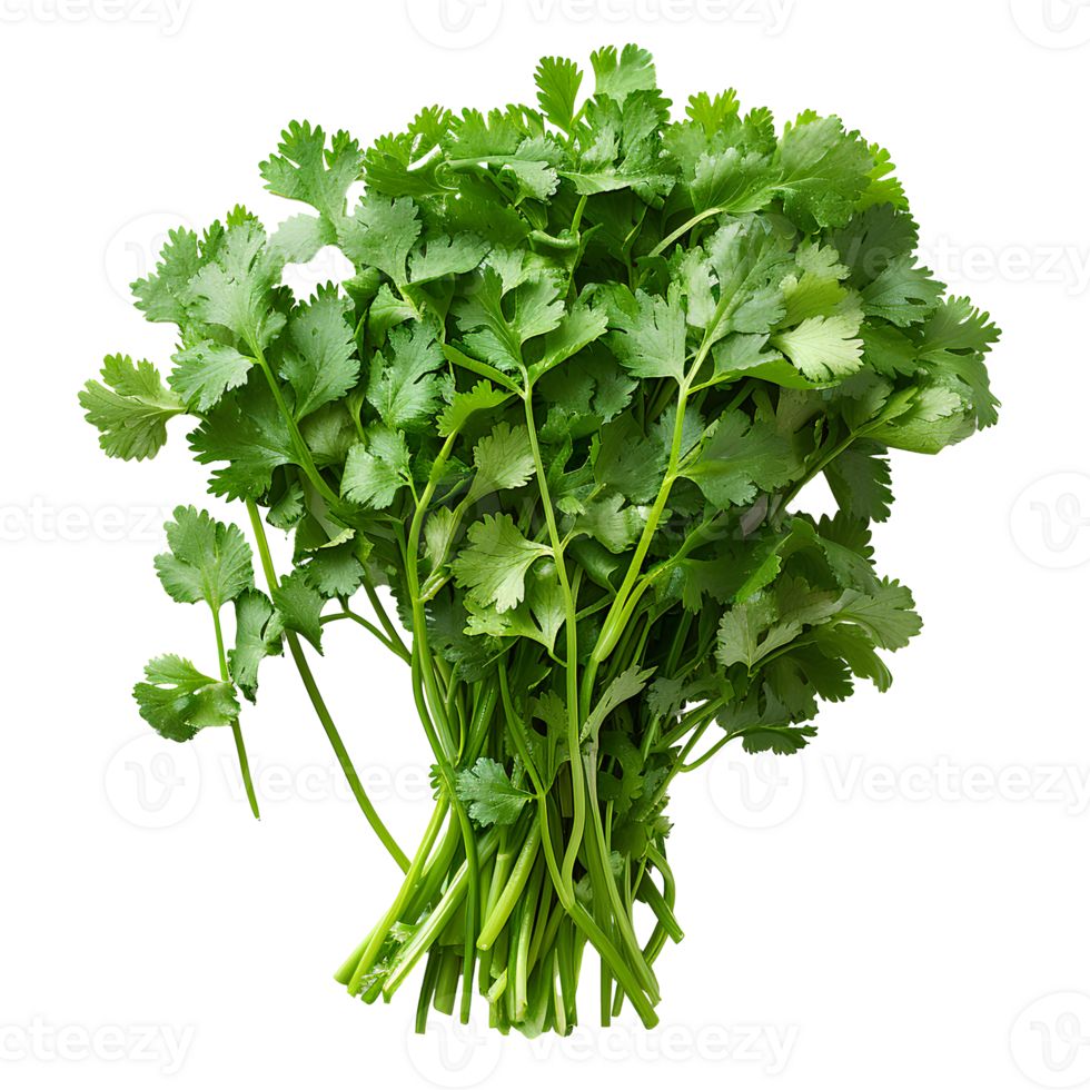 Coriander 1pc
