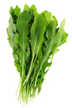 Chicory (هندباء) 1PC