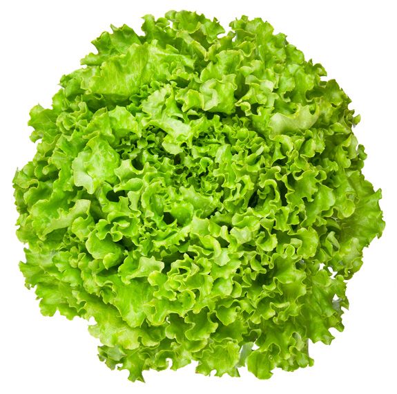 Lollo Verde 1pc