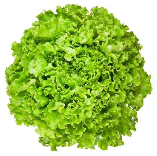 Lollo Verde 1pc
