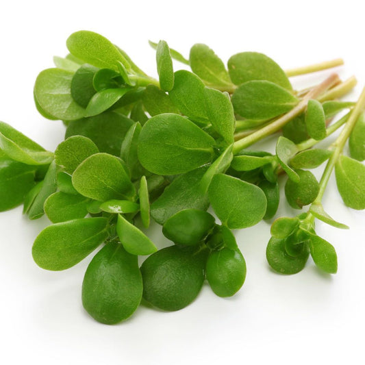 Purslane (Bakle) 1pc